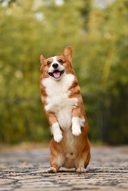 Pet Insurance