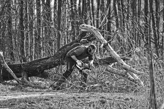 Tree Care Services