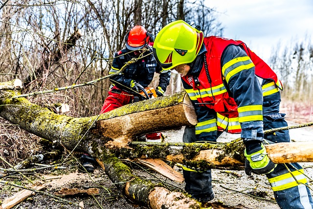 Tree Care Services