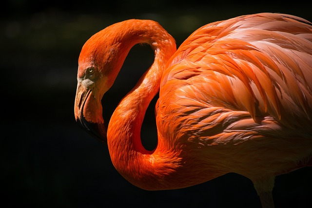 wildlife-control-640x480-26158878.jpeg