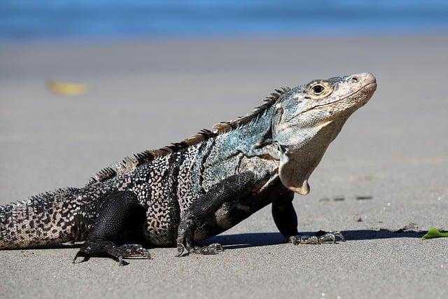 Wildlife Control