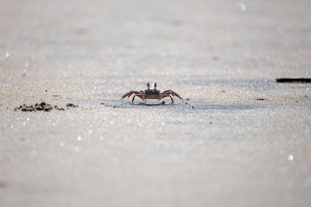 wildlife-control-640x480-44057396.jpeg