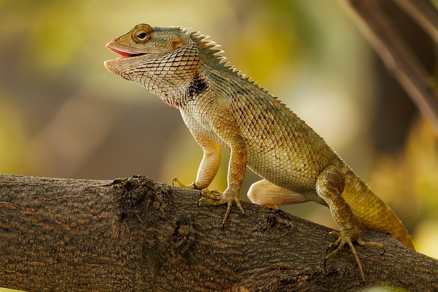 Wildlife Control