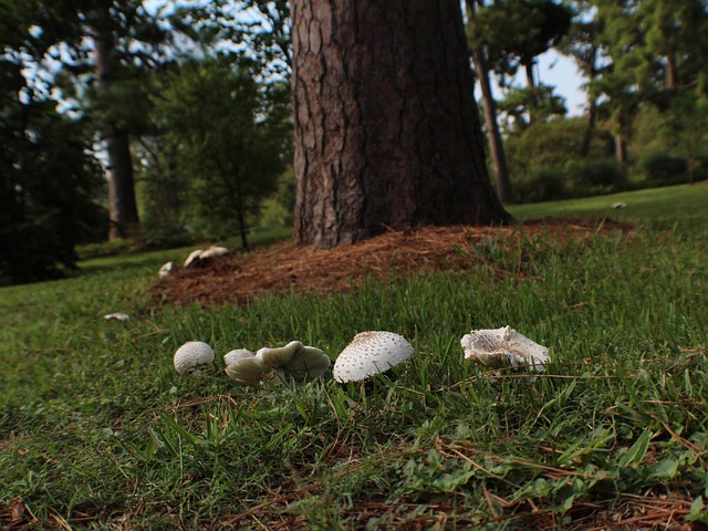 Lawn and Plant