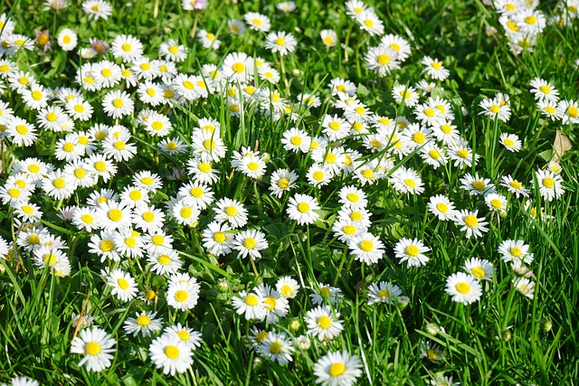 lawn-and-plant-640x480-37744354.jpeg
