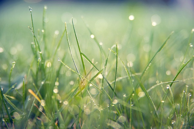 Lawn and Plant
