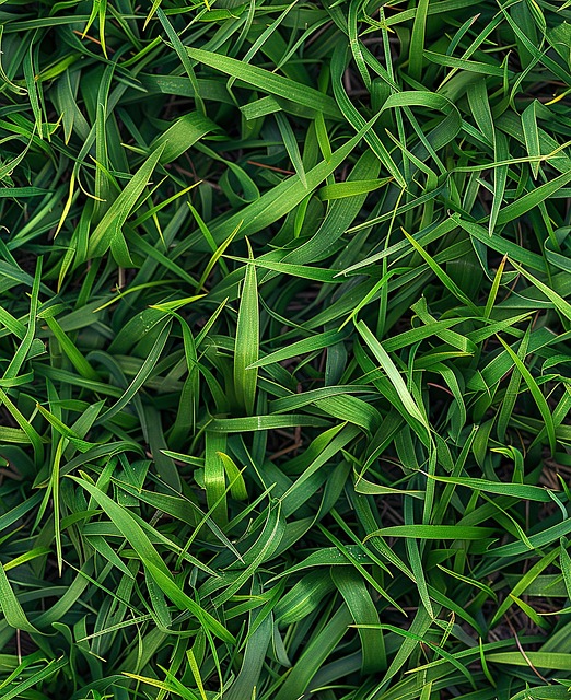 Lawn and Plant