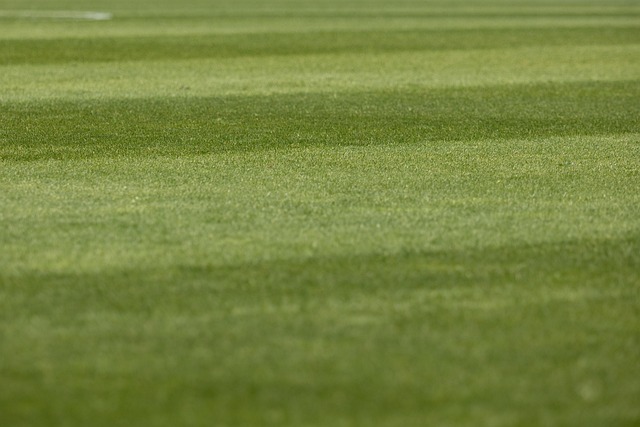 Lawn and Plant