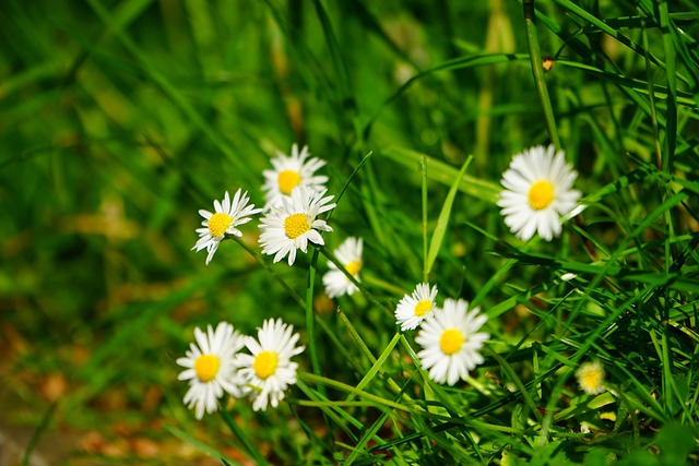 Lawn and Plant