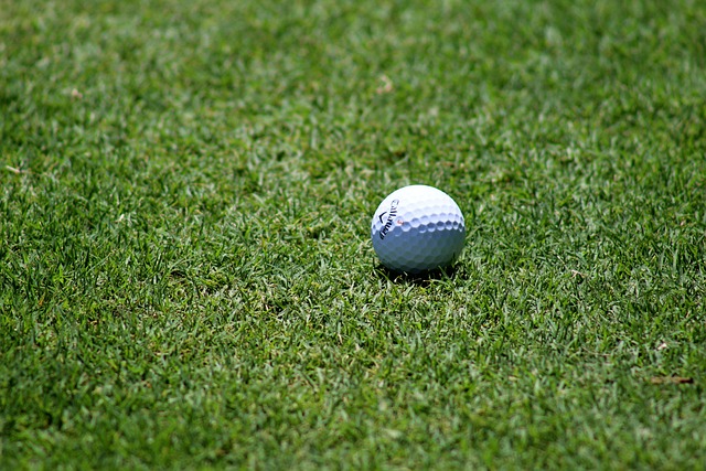 Lawn and Plant