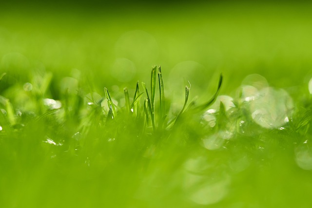 Lawn and Plant