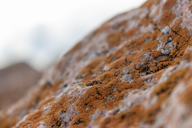 Mold Inspection