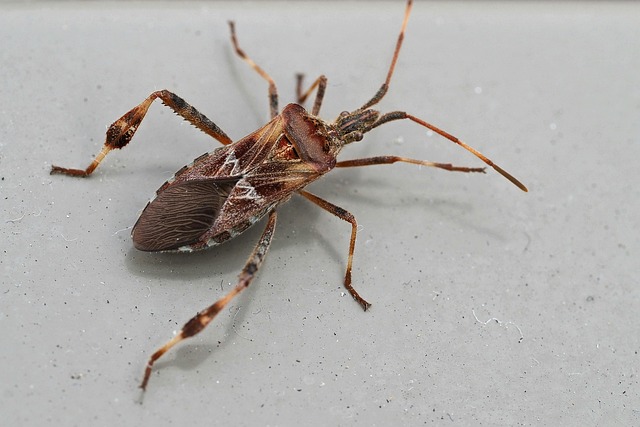Pest Control