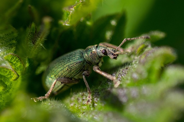 pest-control-640x480-36874030.jpeg
