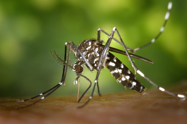pest-control-640x480-41888297.jpeg