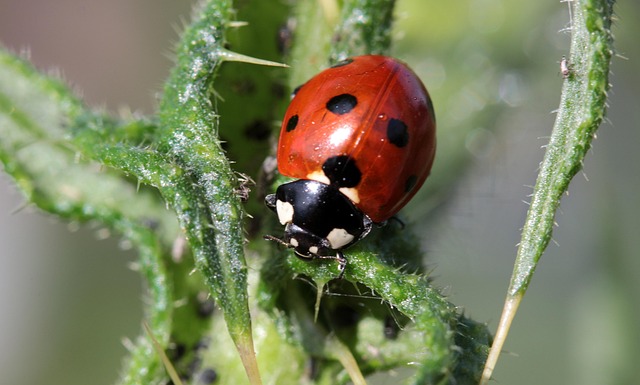 pest-control-640x480-43308667.jpeg