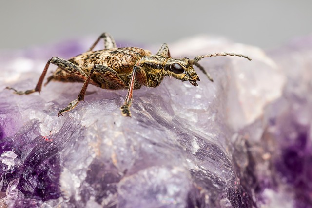 Pest Control