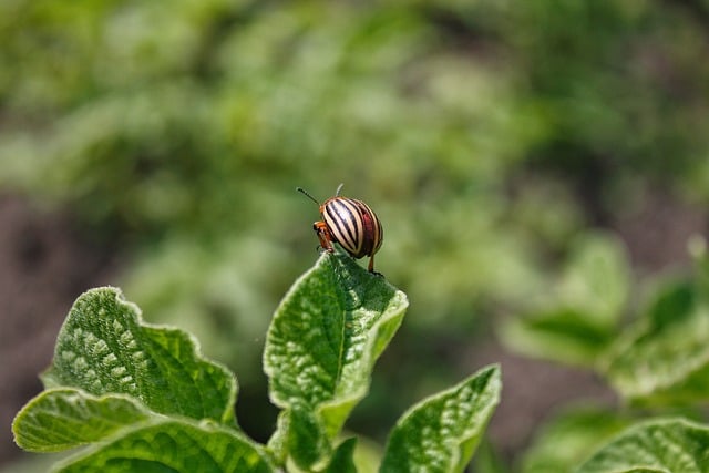 pest-control-640x480-62255828.jpeg