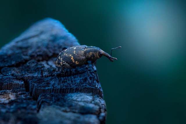 Pest Control