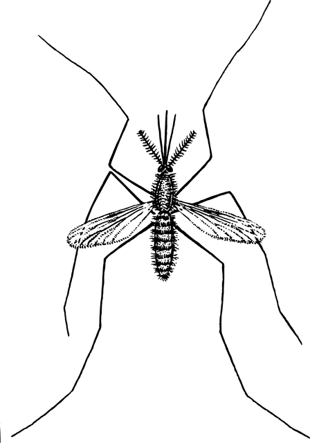 pest-control-640x480-76949254.png