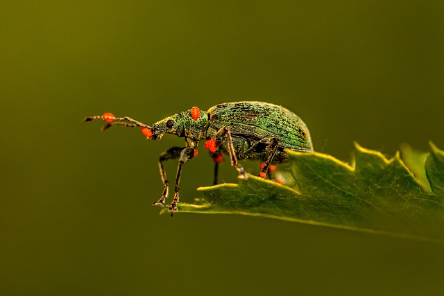 pest-control-640x480-85137628.jpeg