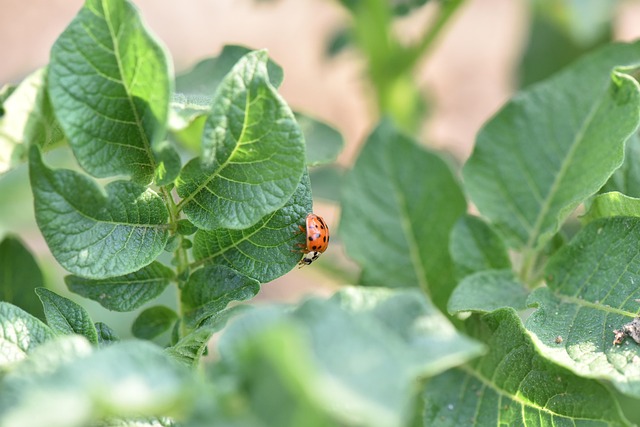 Pest Control