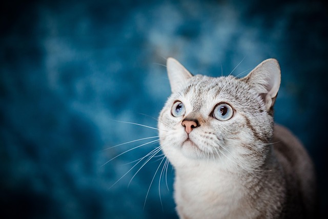 Pet Insurance