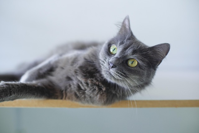pet-insurance-640x480-30758518.jpeg