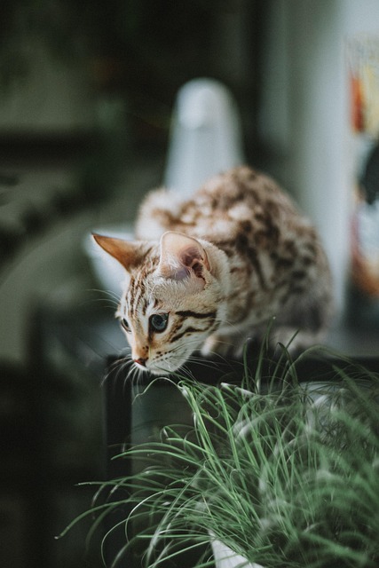 Pet Insurance