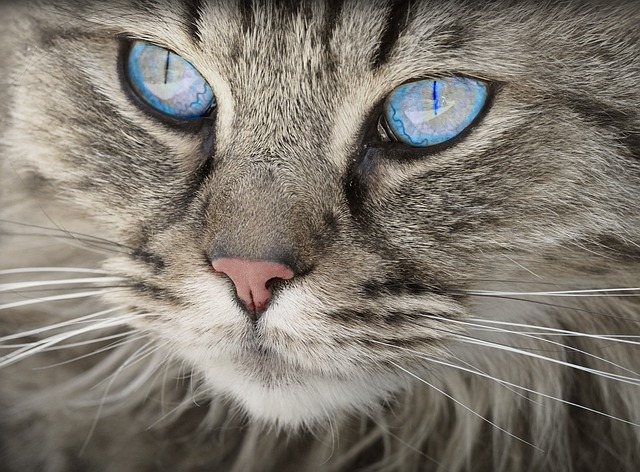 Pet Insurance