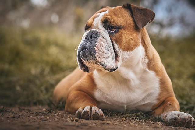 pet-insurance-640x480-40643352.jpeg