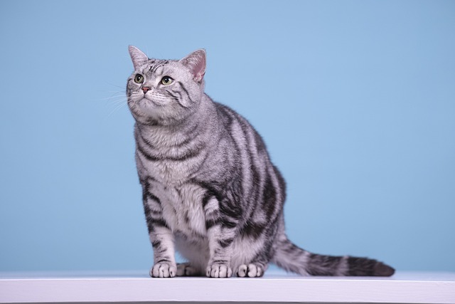 Pet Insurance