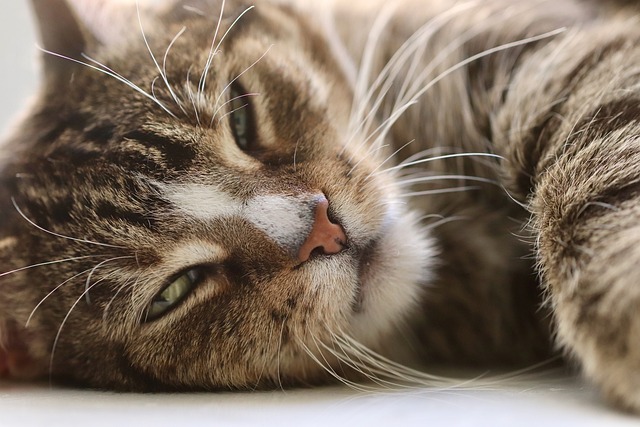 Pet Insurance