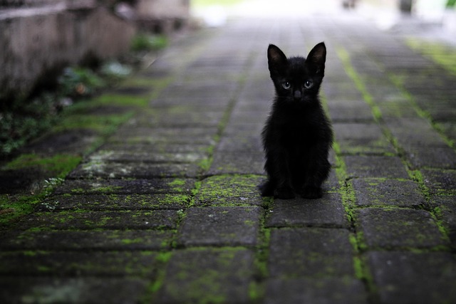 Pet Insurance