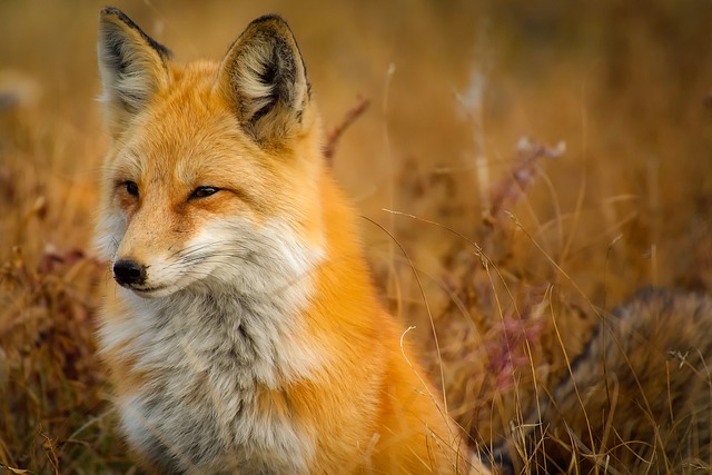 Wildlife Control