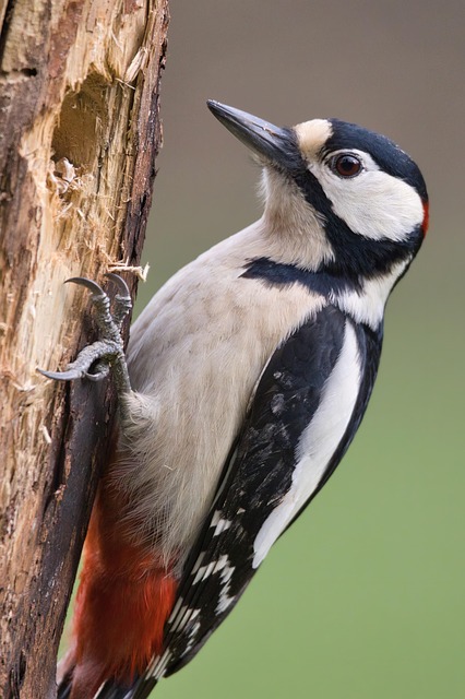 Wildlife Control
