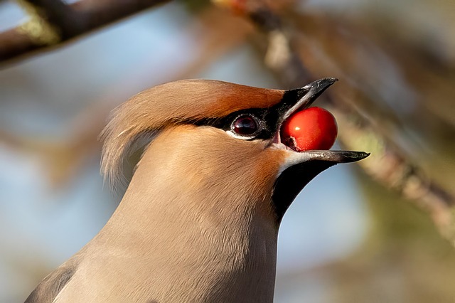 wildlife-control-640x480-73610561.jpeg