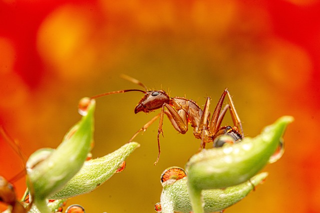 Wildlife Control