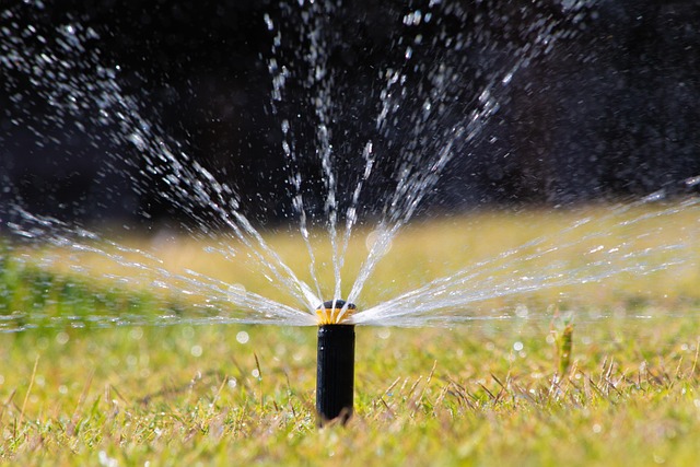 lawn-and-plant-640x480-34905668.jpeg
