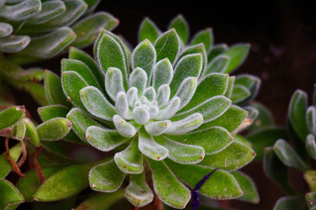 lawn-and-plant-640x480-37923229.jpeg