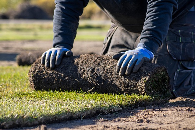 lawn-and-plant-640x480-54531270.jpeg