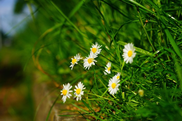 Lawn and Plant