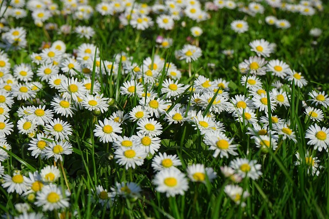 Lawn and Plant