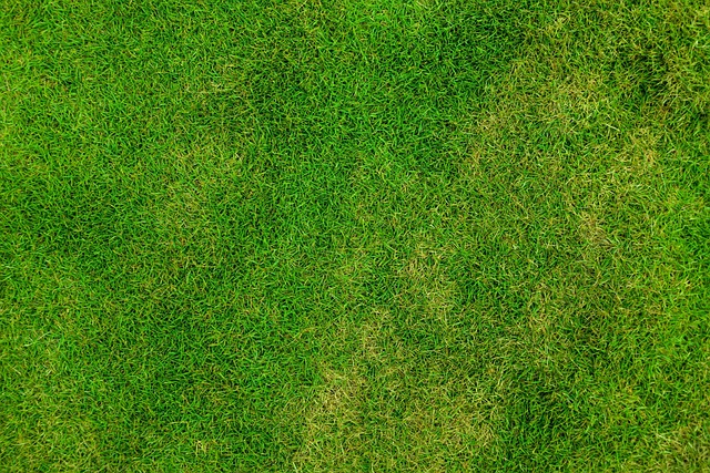 lawn-and-plant-640x480-63918944.jpeg