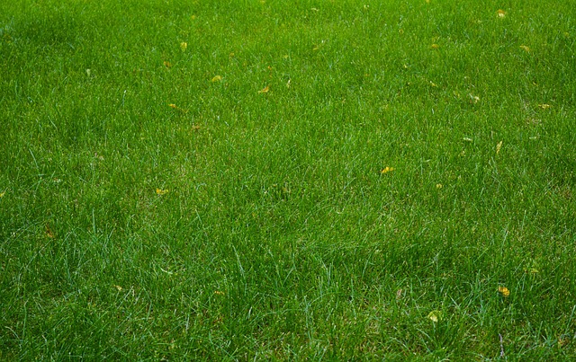 lawn-and-plant-640x480-64506754.jpeg