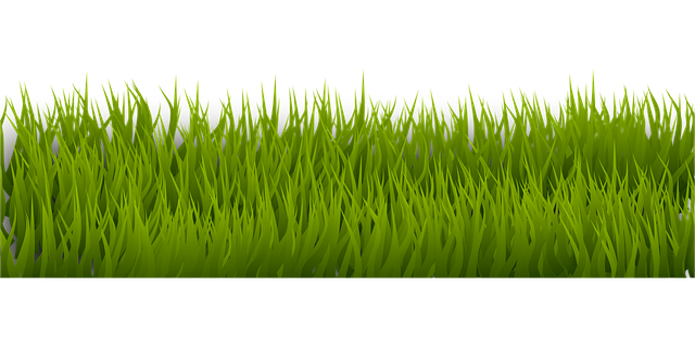 Lawn and Plant