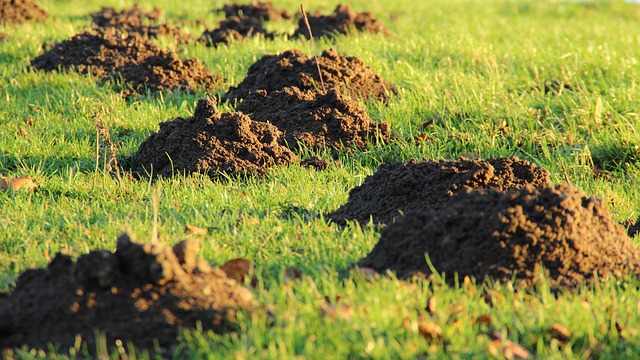 lawn-and-plant-640x480-79513212.jpeg