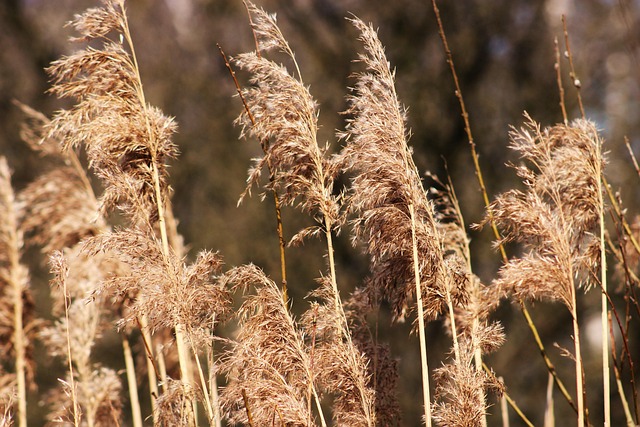 lawn-and-plant-640x480-88554769.jpeg