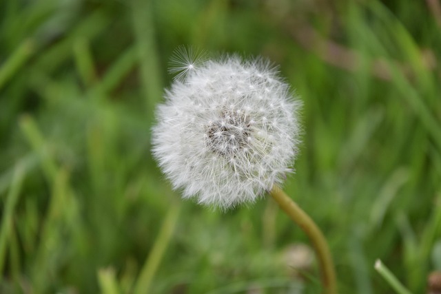 lawn-and-plant-640x480-98609498.jpeg