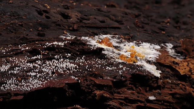 mold-inspection-640x480-27019444.jpeg